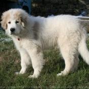 Photo de Chien de montagne des pyrnes