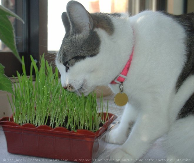 Photo de Chat domestique