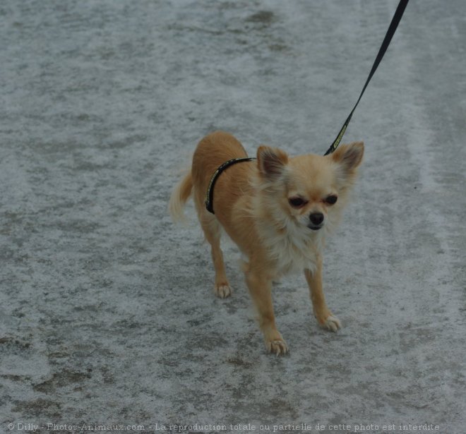 Photo de Chihuahua  poil long