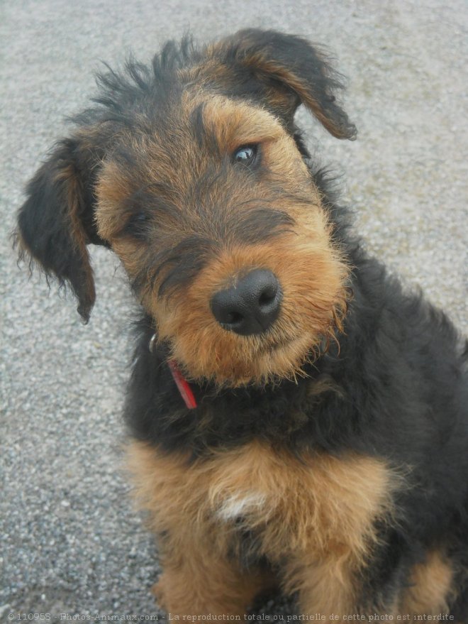 Photo d'Airedale terrier