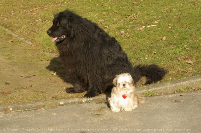 Photo de Races diffrentes