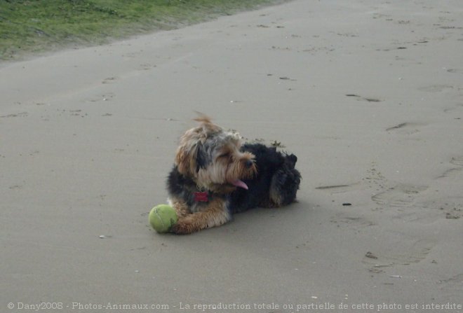 Photo de Yorkshire terrier