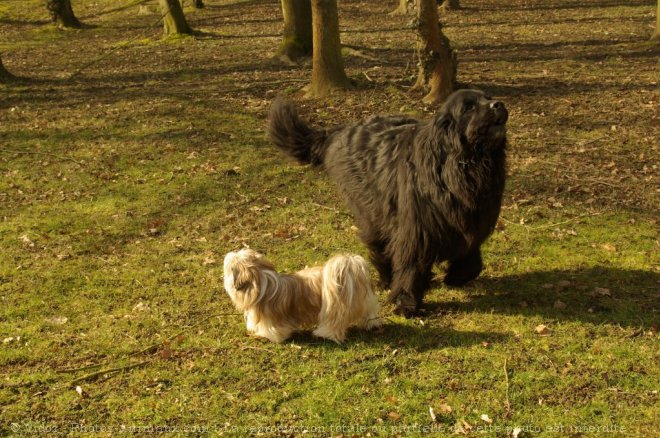 Photo de Races diffrentes