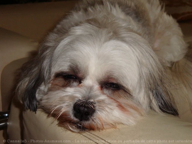 Photo de Shih tzu