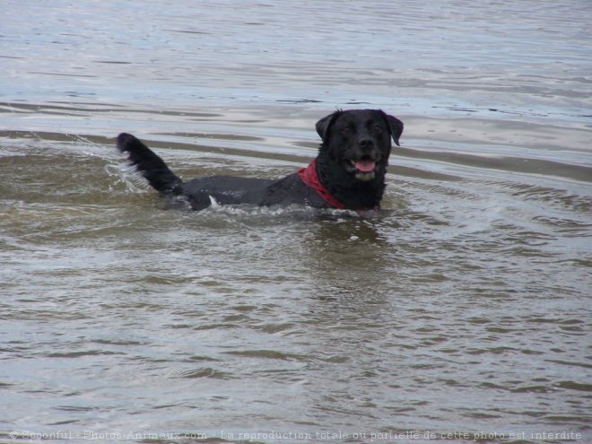 Photo de Labrador retriever