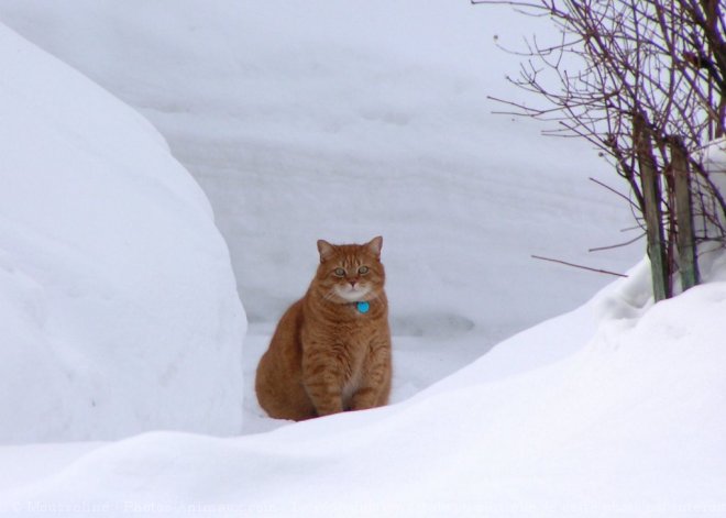 Photo de Chat domestique