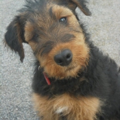 Photo d'Airedale terrier