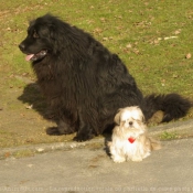 Photo de Races diffrentes