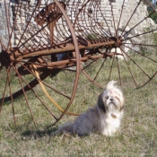 Photo de Shih tzu