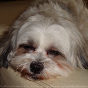 Photo de Shih tzu