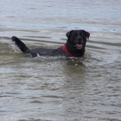 Photo de Labrador retriever