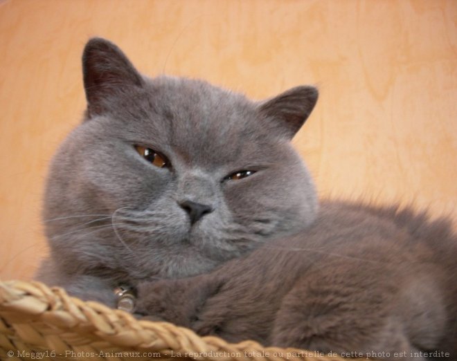 Photo de British shorthair