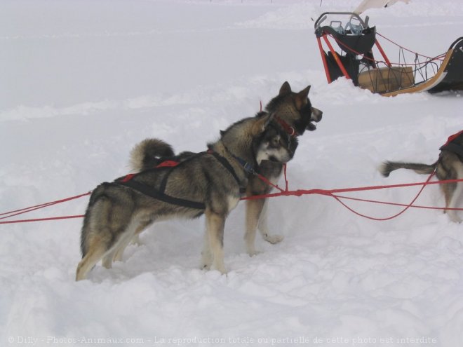 Photo de Husky siberien