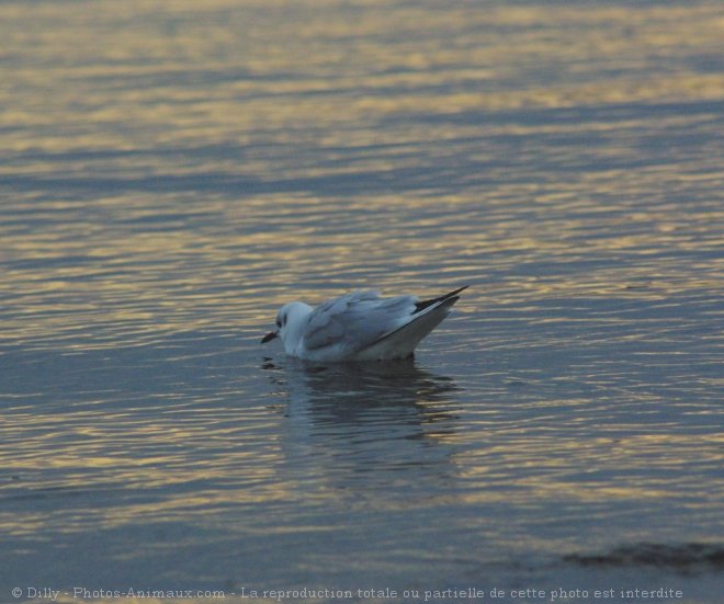 Photo de Mouette