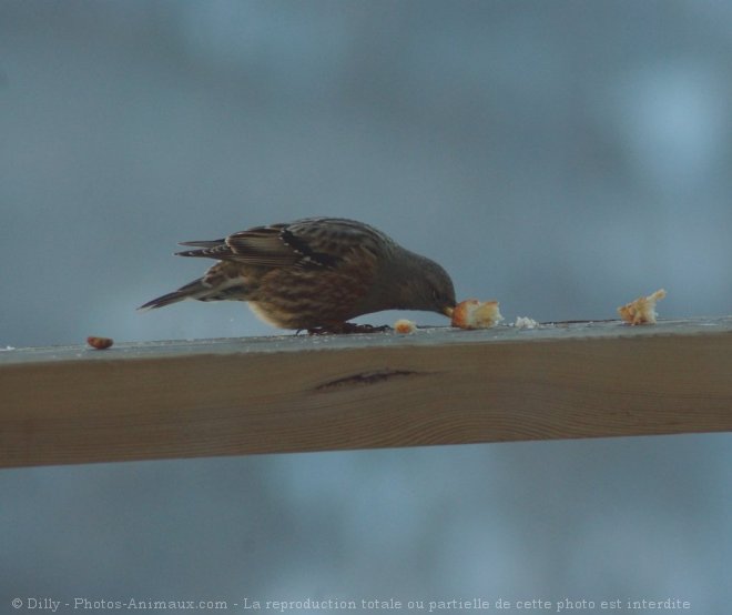 Photo de Moineau