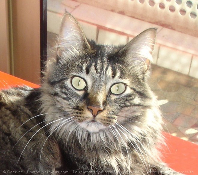 Photo de Maine coon