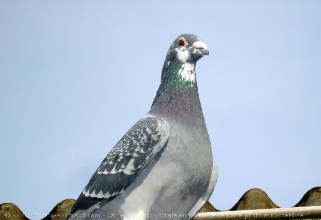 Photo de Pigeon