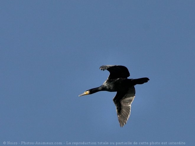 Photo de Cormorans hupps