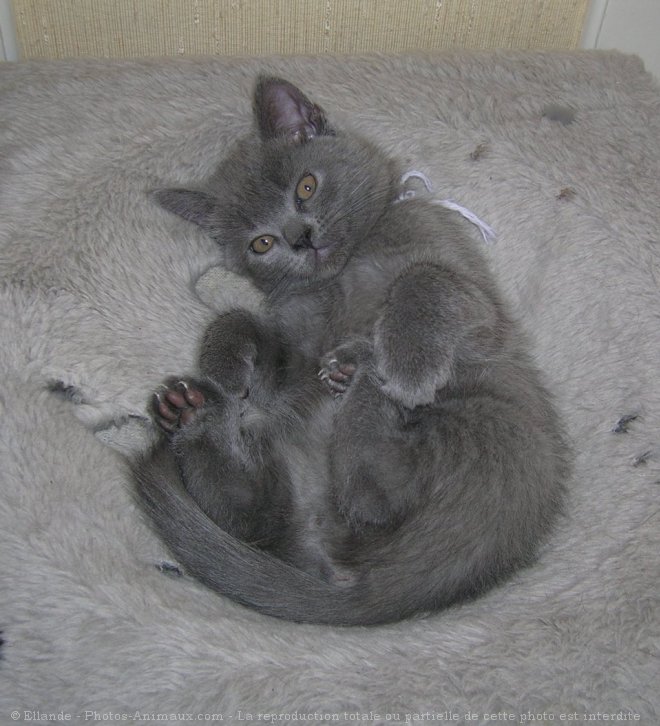 Photo de Chartreux