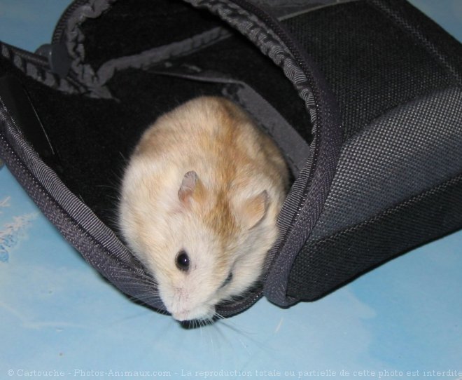 Photo de Hamster