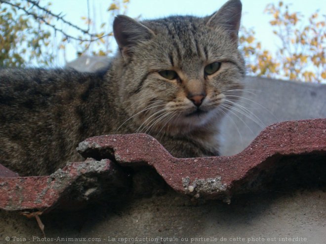 Photo de Chat domestique