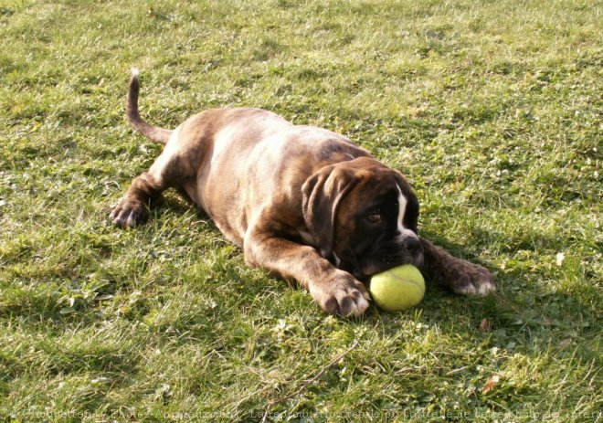 Photo de Boxer