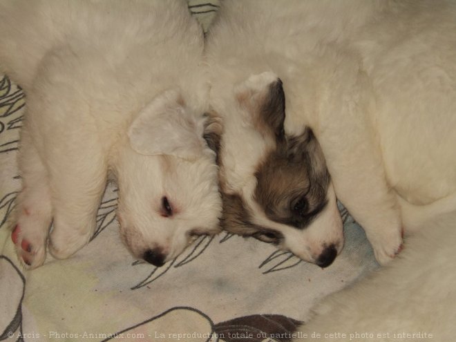 Photo de Chien de montagne des pyrnes