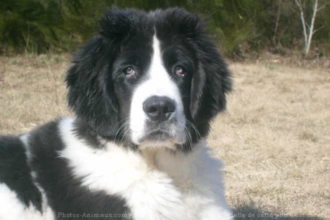 Photo de Landseer (type continental europen)