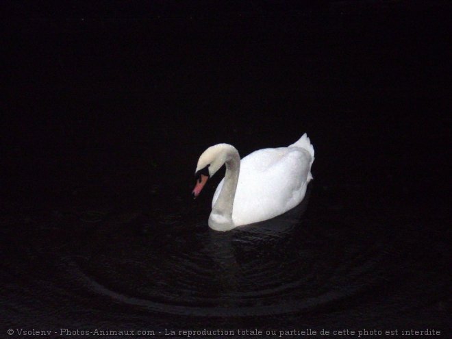 Photo de Cygne