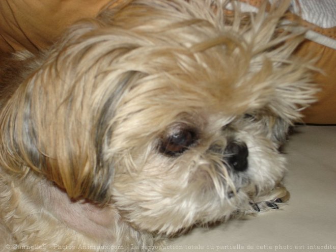 Photo de Shih tzu