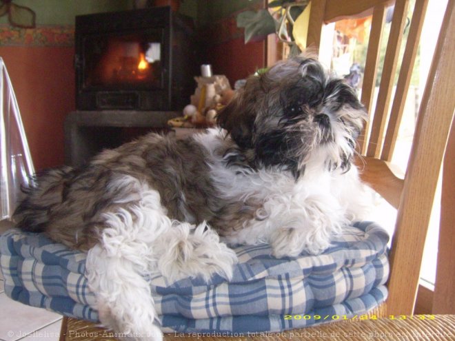 Photo de Shih tzu