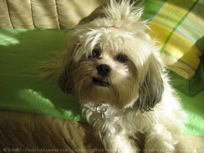 Photo de Shih tzu