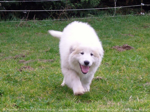 Photo de Chien de montagne des pyrnes