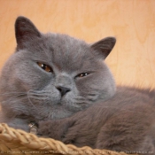 Photo de British shorthair