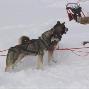 Photo de Husky siberien