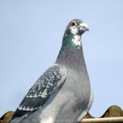 Photo de Pigeon