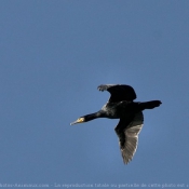 Photo de Cormorans hupps