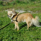 Photo de Chihuahua  poil long