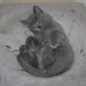 Photo de Chartreux