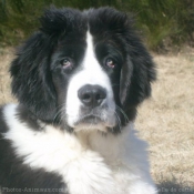 Photo de Landseer (type continental europen)