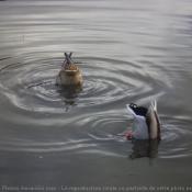 Photo de Canard colvert