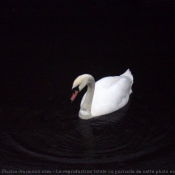 Photo de Cygne