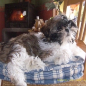 Photo de Shih tzu