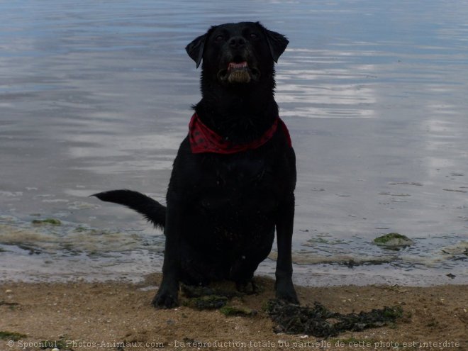 Photo de Labrador retriever