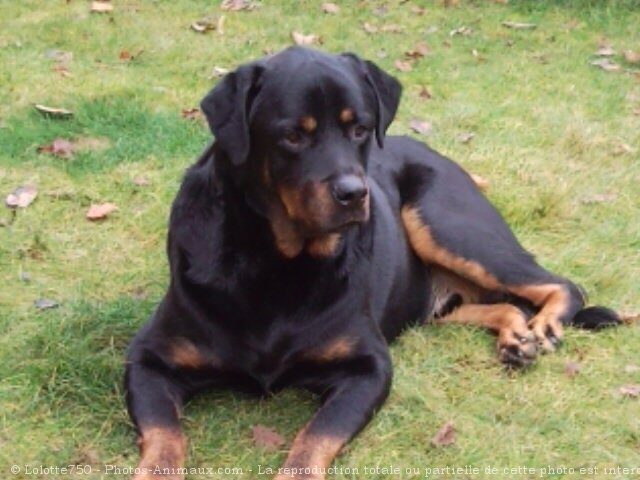 Photo de Rottweiler