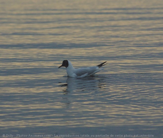 Photo de Mouette