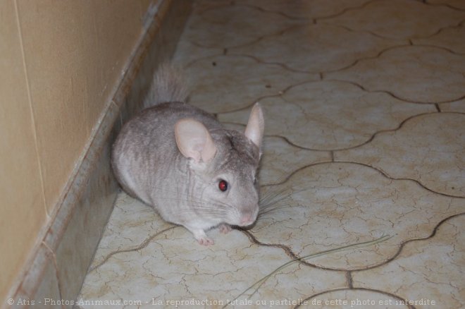 Photo de Chinchilla