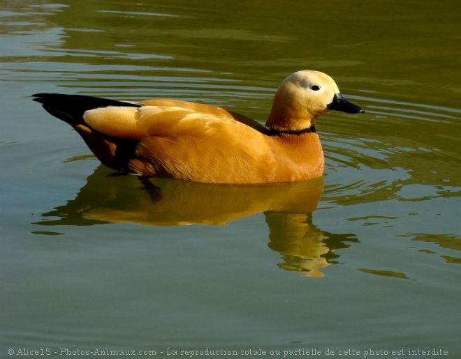 Photo de Canard tadorne casarca