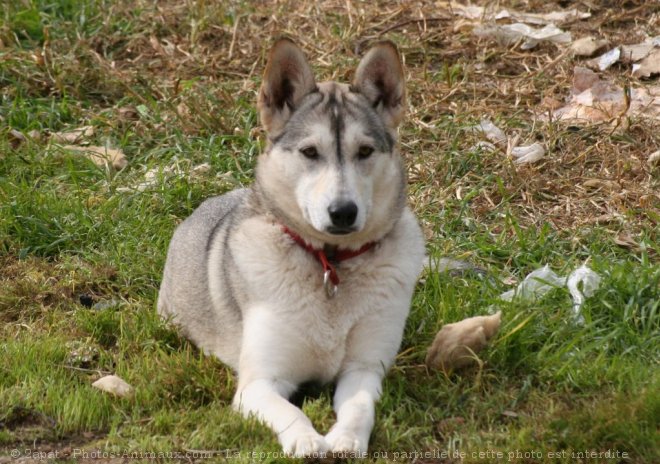 Photo de Husky siberien