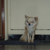 Photo de Chihuahua  poil long